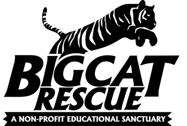 Big Cat Rescue